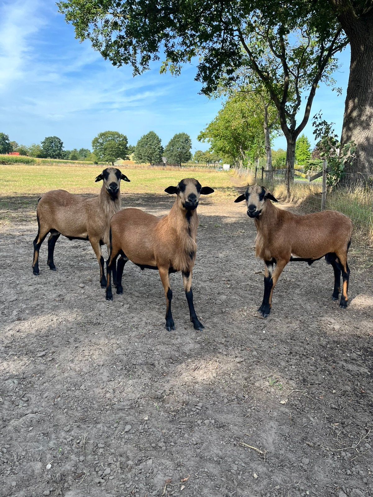 Te koop barbados black belly schapen rammen en ooien, Meerdere dieren, Schaap, 0 tot 2 jaar