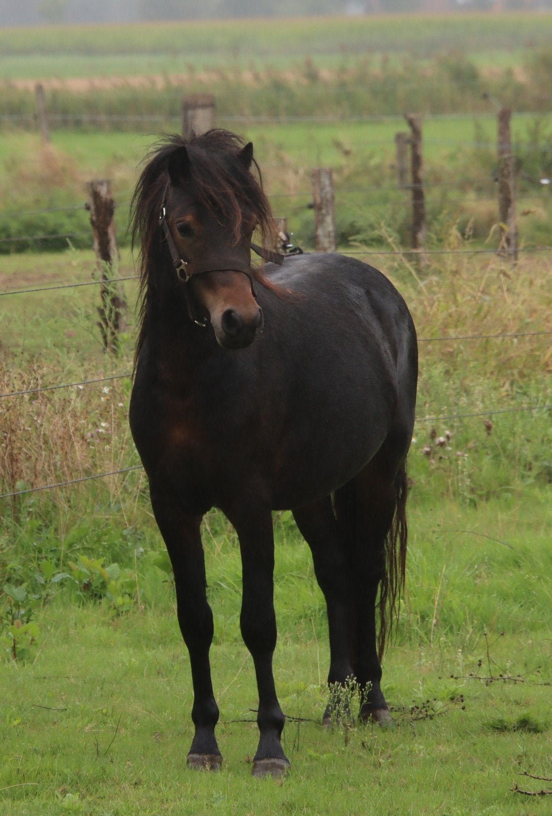 Meerdere jonge pony's uit eigen fokkerij, Dieren en Toebehoren, Met stamboom, 0 tot 2 jaar, B pony (1.17m tot 1.27m), Onbeleerd