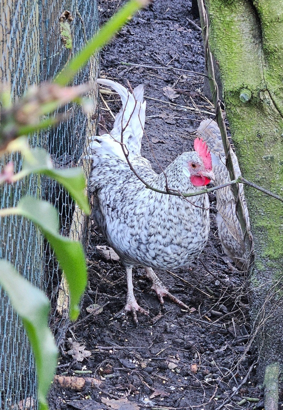 Friese haan koekoek, Dieren en Toebehoren, Pluimvee, Mannelijk, Kip
