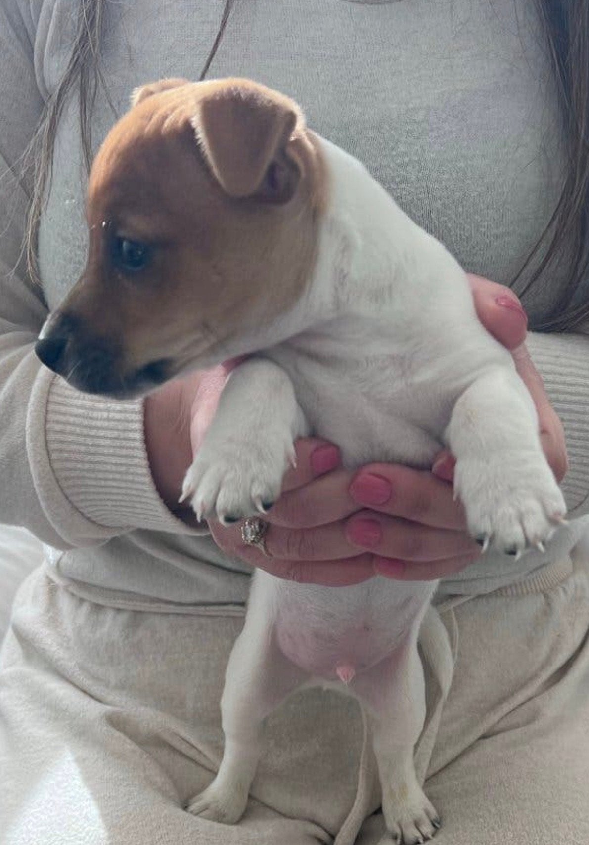 Jack Russel puppy, Dieren en Toebehoren, Jack Russell Terriër, Reu, 8 tot 15 weken, CDV (hondenziekte)