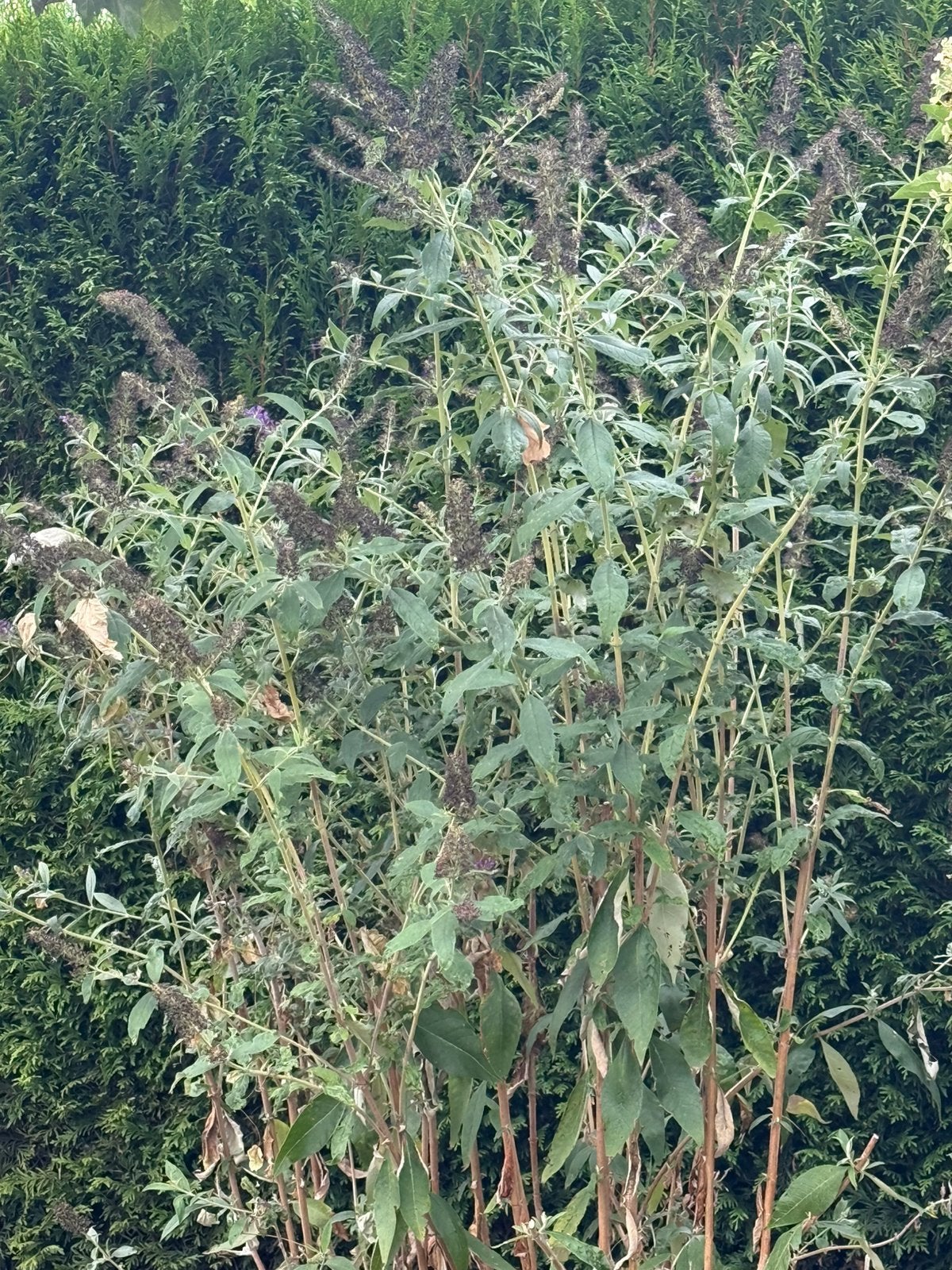 Vlinderstruik ca 170cm, Tuin en Terras, Ophalen, Vlinderstruik