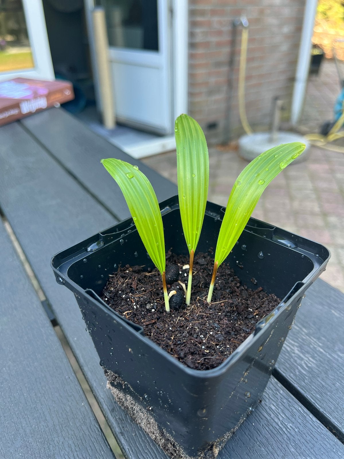 3 palm palmplantjes - Ideaal voor binnen of buiten, Tuin en Terras, Planten | Tuinplanten, Vaste plant, Bloeit niet, Halfschaduw