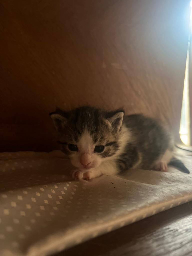 Kittens, Dieren en Toebehoren