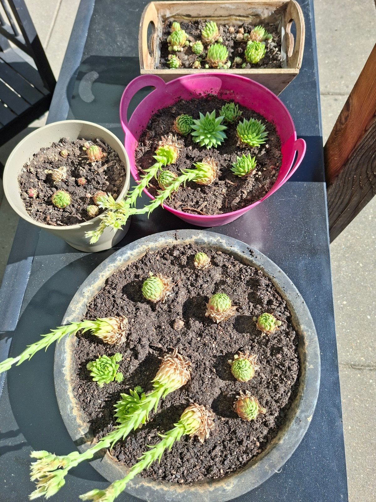 Diverse vetplanten voor binnen en buiten, Volle zon, Vaste plant, Zomer, Ophalen