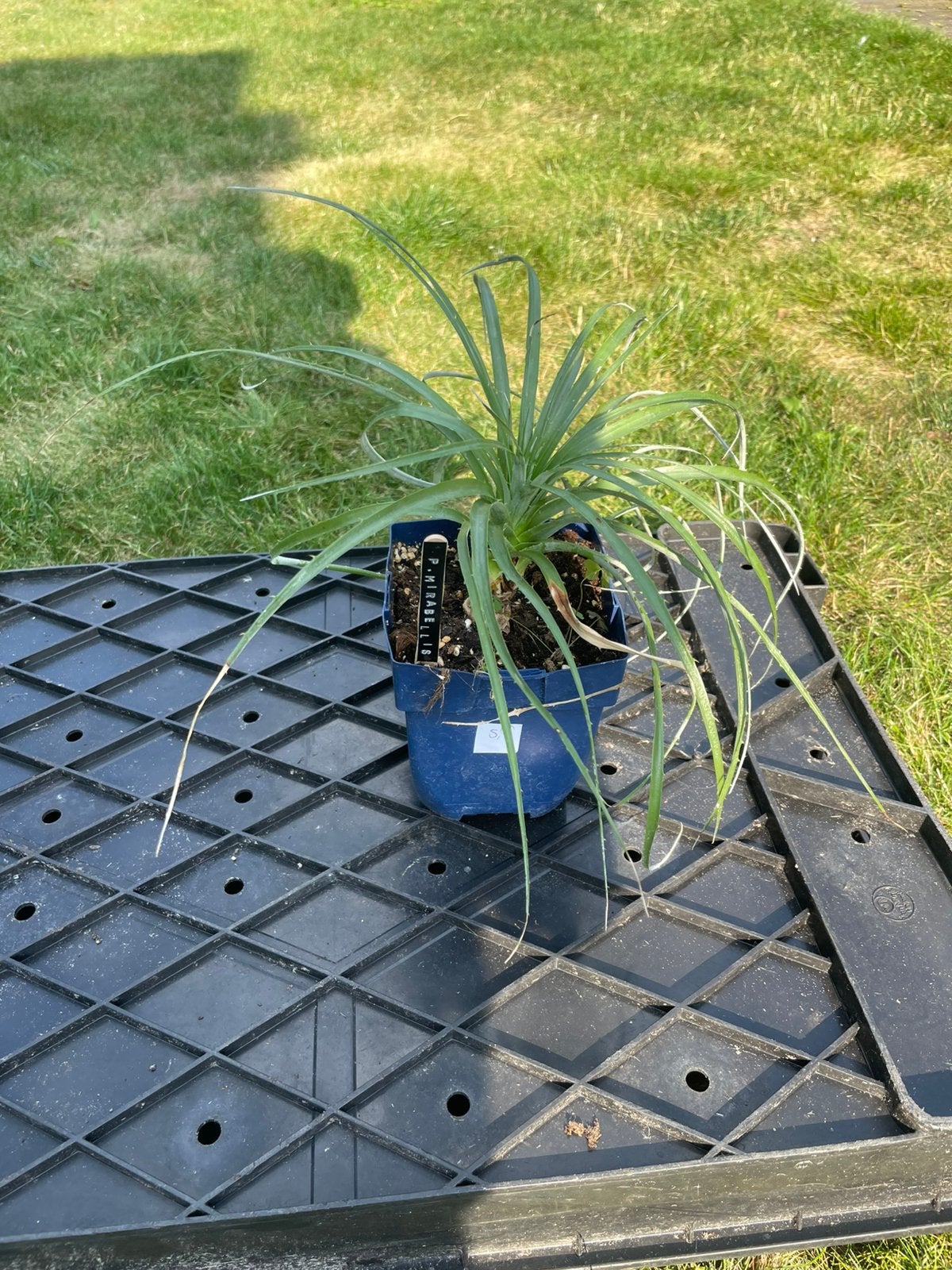 Puya Mirabillis, Tuin en Terras, Ophalen, Overige soorten, Volle zon