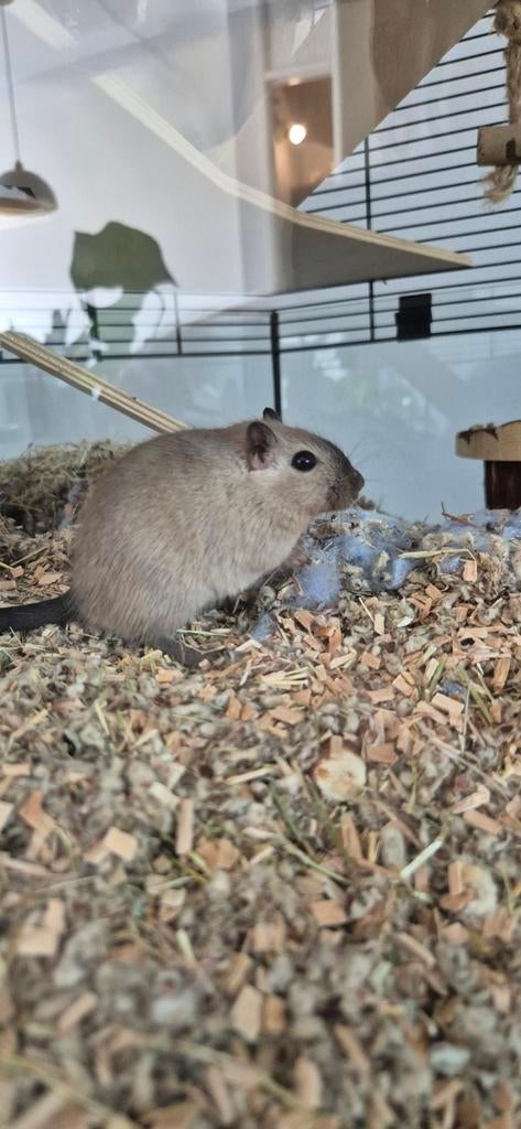3 gerbils vrouwtjes te koop, Januari, Vrouwelijk, Overige typen