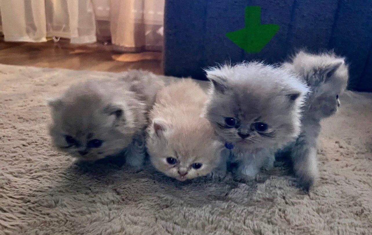 Foto 3 van Kitten perzisch langhaar Blue Point X Britse Korthaar Blauw