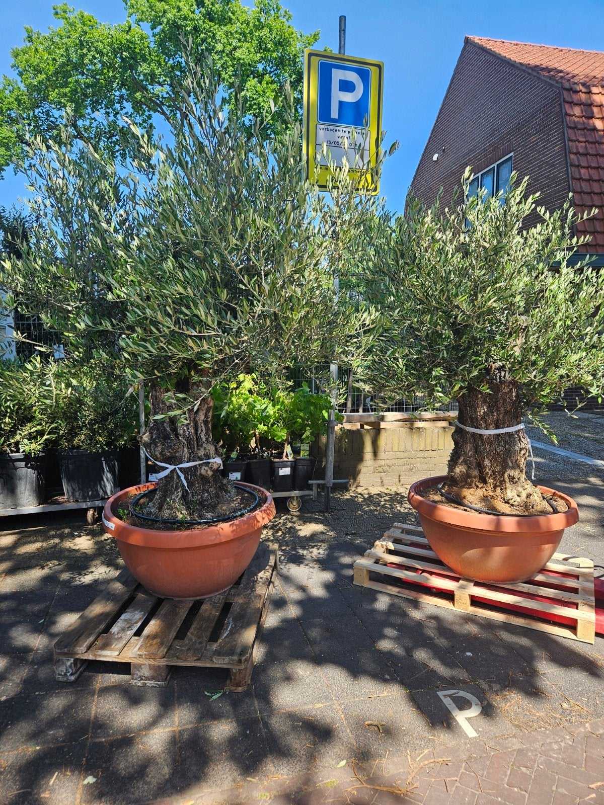 Prachtige grote (150cm omtrek) dikke en oude olijfboom, Volle zon, Bloeit niet, Ophalen of Verzenden, 100 tot 250 cm