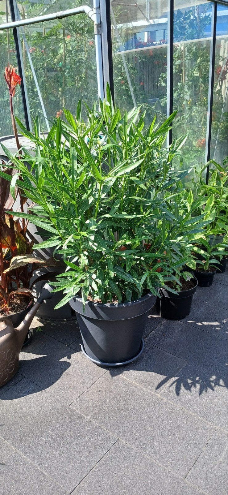 Witte Oleander - Prachtige Mediterrane Plant, Ophalen of Verzenden, Overige soorten, Volle zon