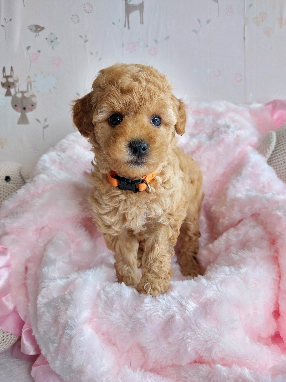 Toy/dwergpoedel pups, Poedel, Parvo, 8 tot 15 weken, Meerdere