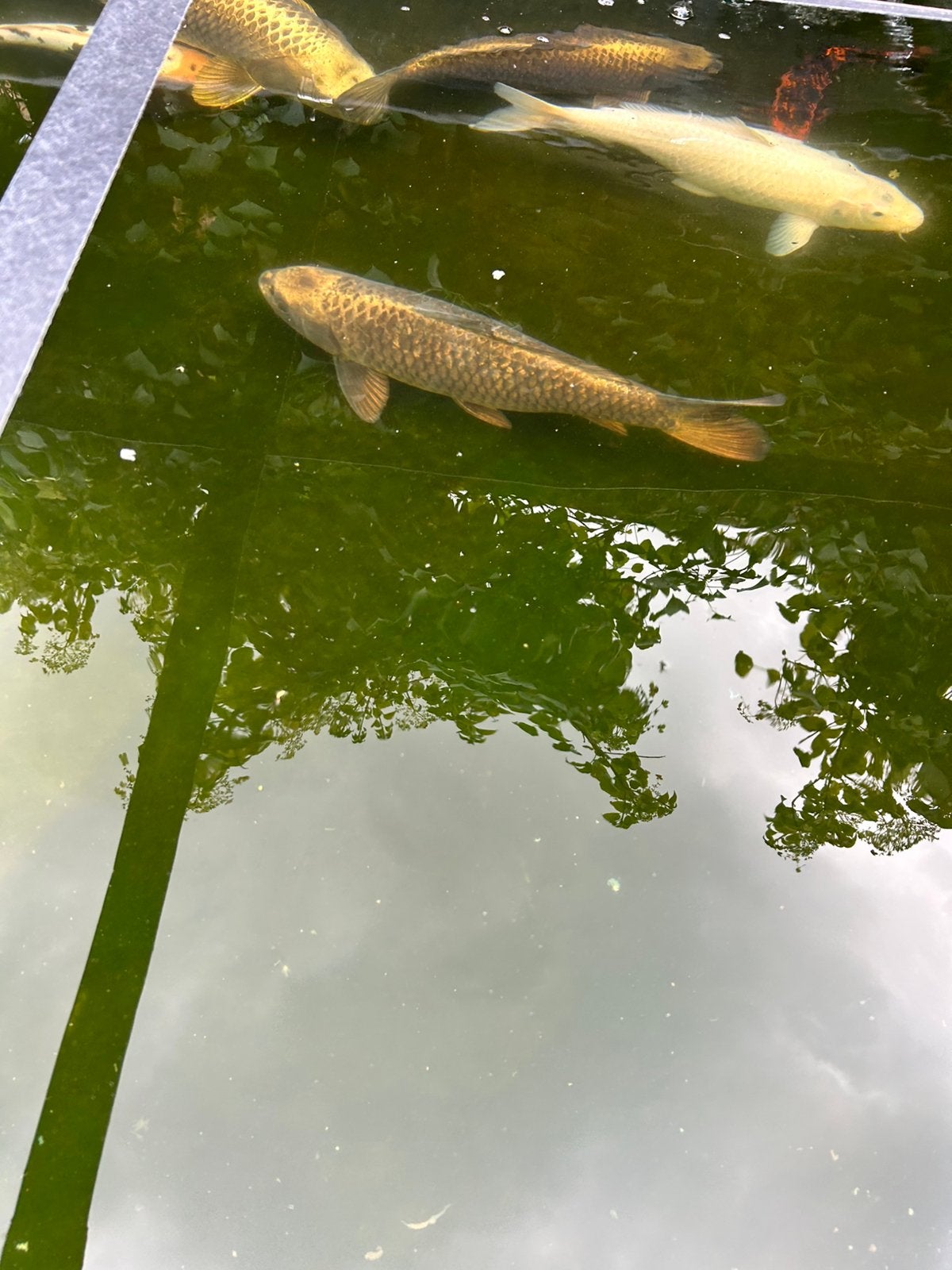 1 ghost koi 40cm, Dieren en Toebehoren, Vissen | Vijvervissen, Karper of Koi