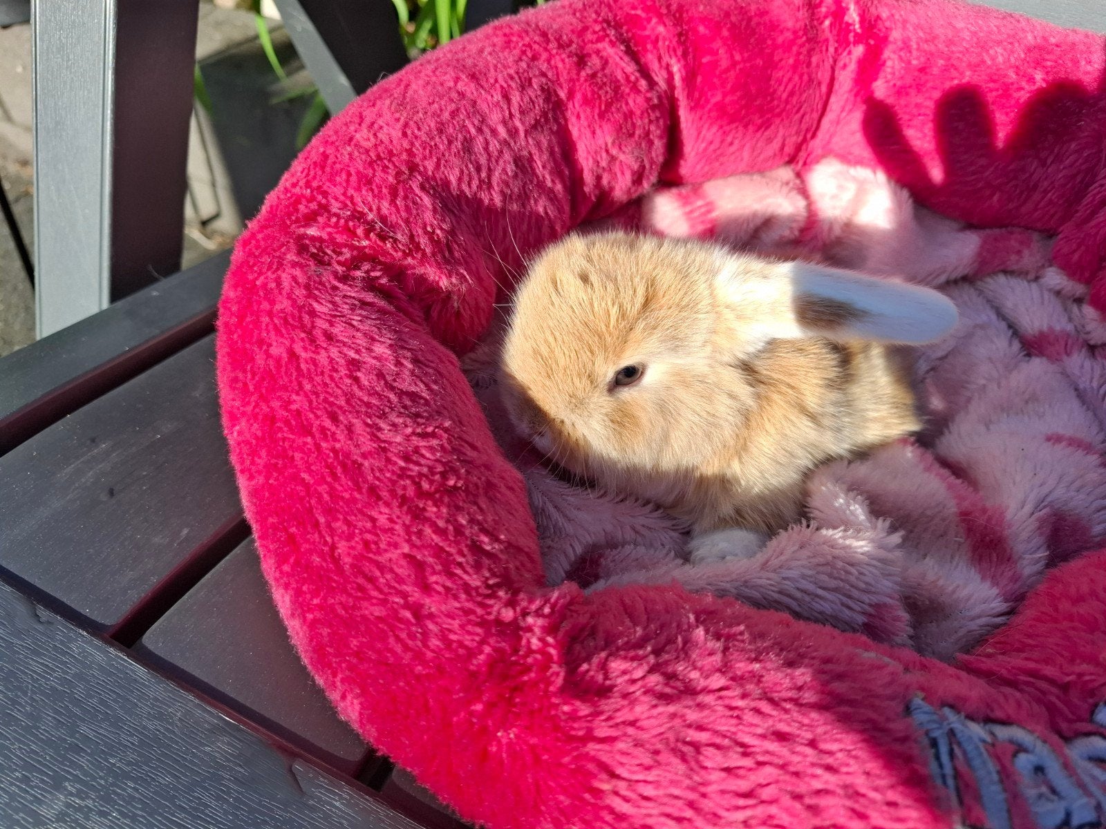 Deze leukerd,  konijntje rammetje zoekt goed huisje, Dieren en Toebehoren, Mannelijk, Groot, Hangoor, 0 tot 2 jaar