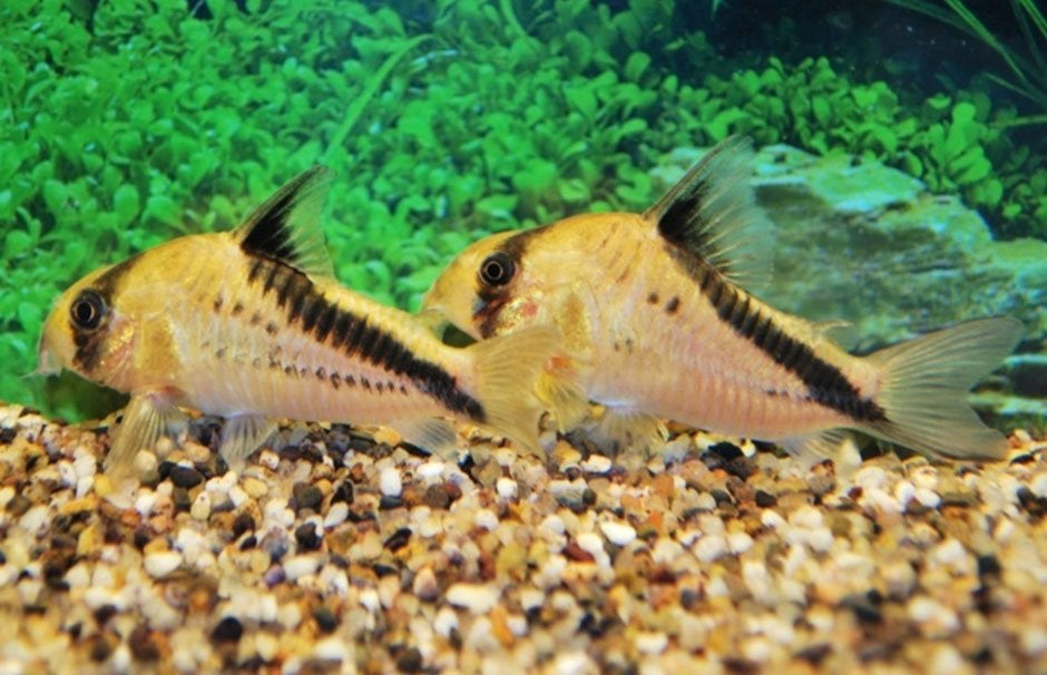 2 merlini corydora's, Dieren en Toebehoren, Vissen | Aquaria en Toebehoren, Ophalen