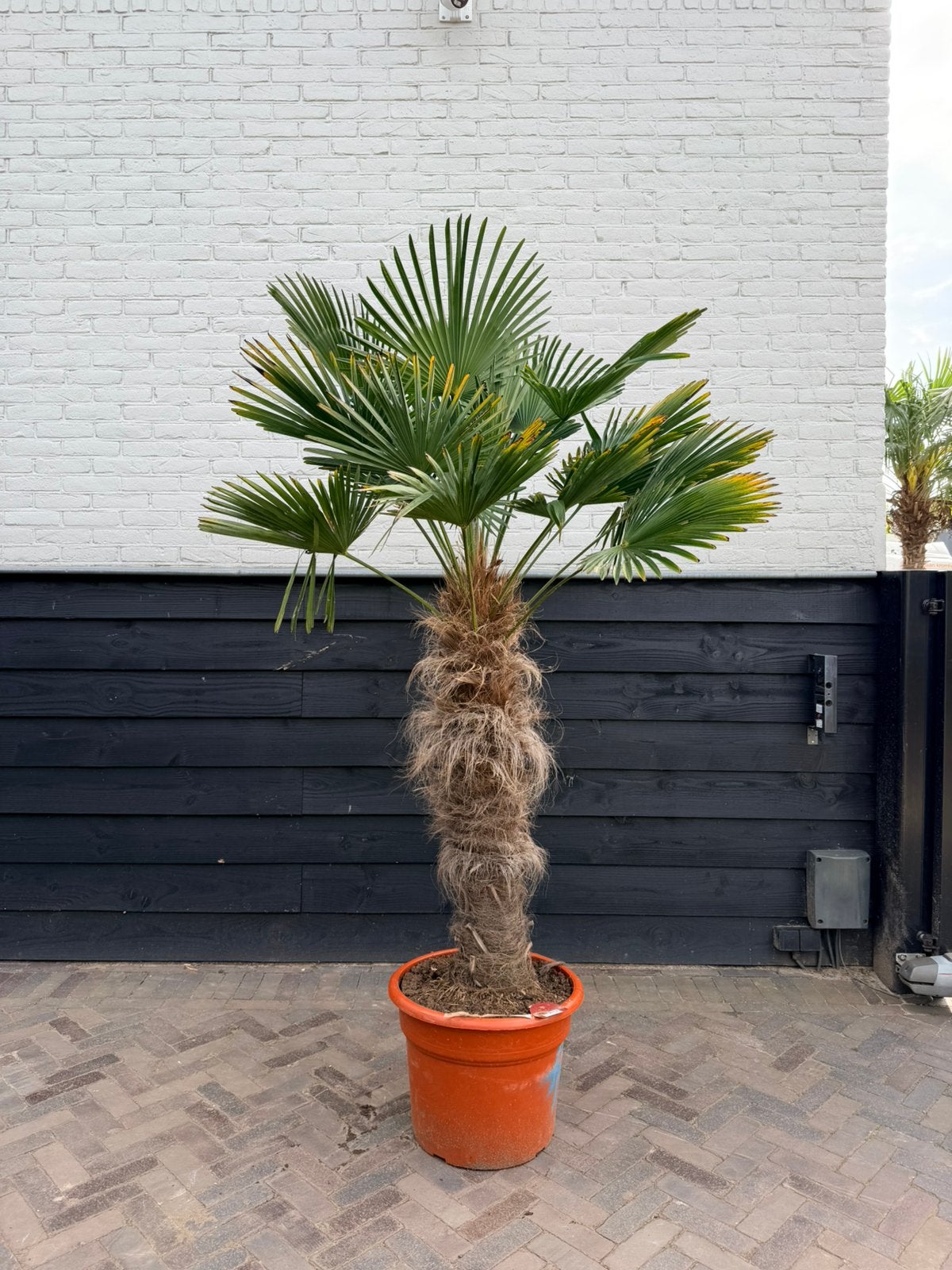 Trachycarpus wagnerianus palmbomen stamhoogte 80/100 cm, Volle zon, Ophalen of Verzenden, 100 tot 250 cm, Zomer