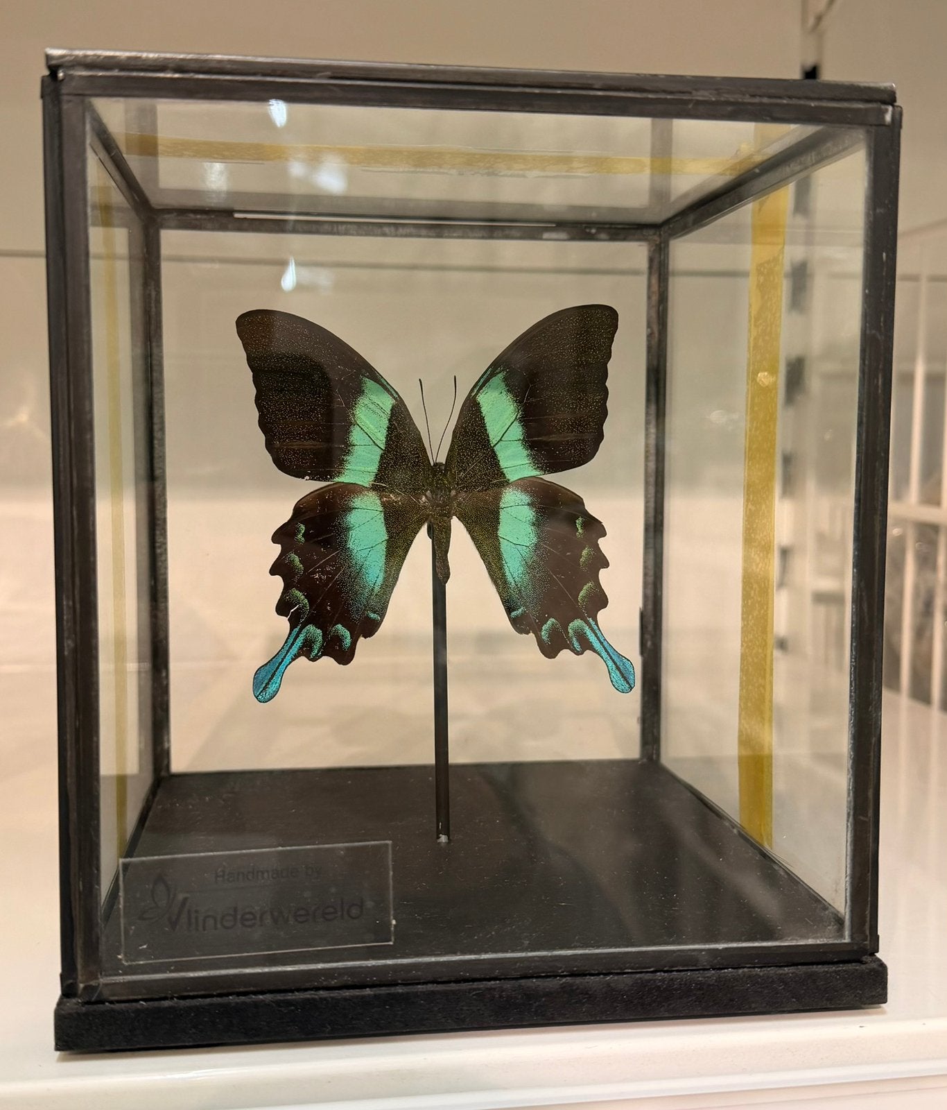 Vlinder in box, Verzamelen, Dierenverzamelingen, Verzenden, Nieuw, Insect, Opgezet dier