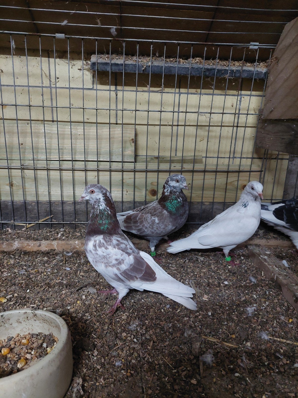 Sierduiven ( Rollers) 3st, Meerdere dieren, Overige soorten