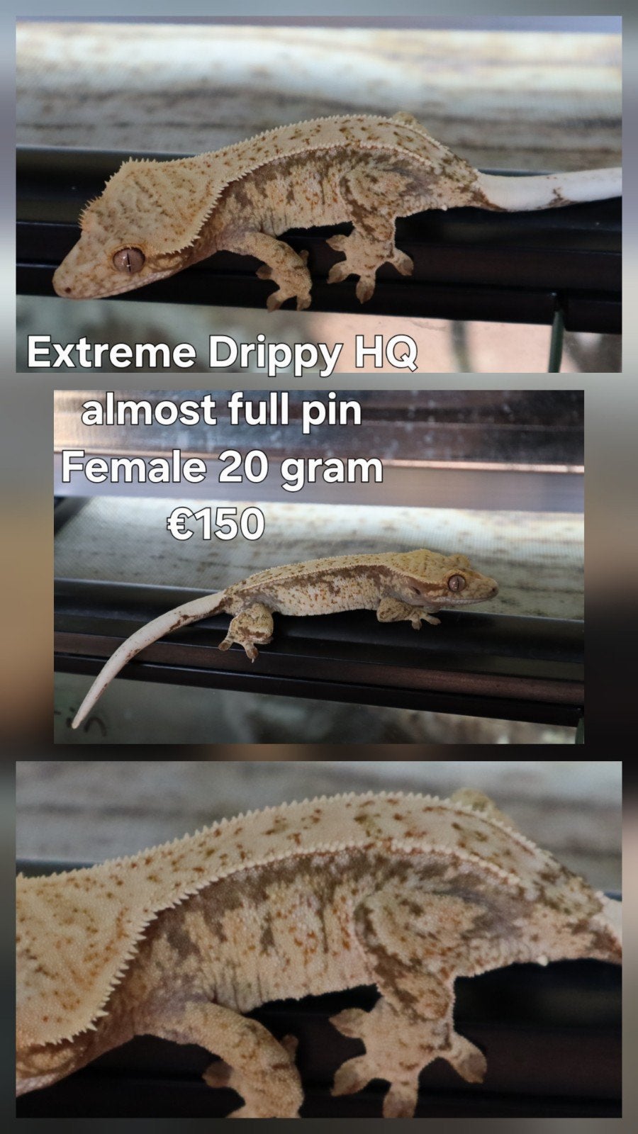 0.1 Wimpergekko (Crested Gecko) extreem Harlequin, Dieren en Toebehoren, Hagedis, Tam, 0 tot 2 jaar