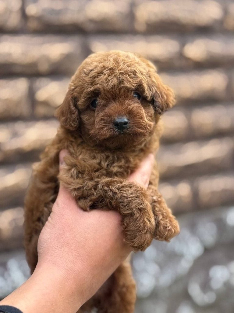 Toy Poedel, Dieren en Toebehoren, Poedel, 15 weken tot 1 jaar, Meerdere, Meerdere dieren