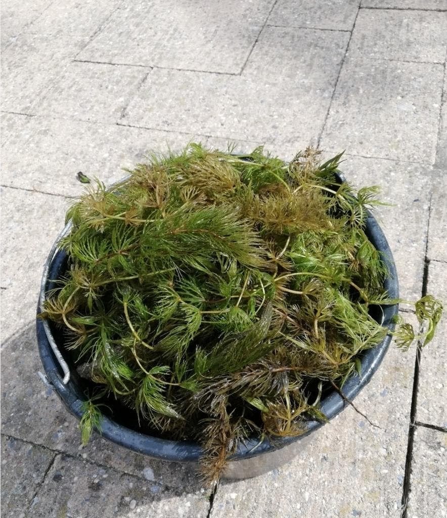 Zuurstofplanten per volle emmer - Hoornblad (Nijverdal), Ophalen, Gebruikt