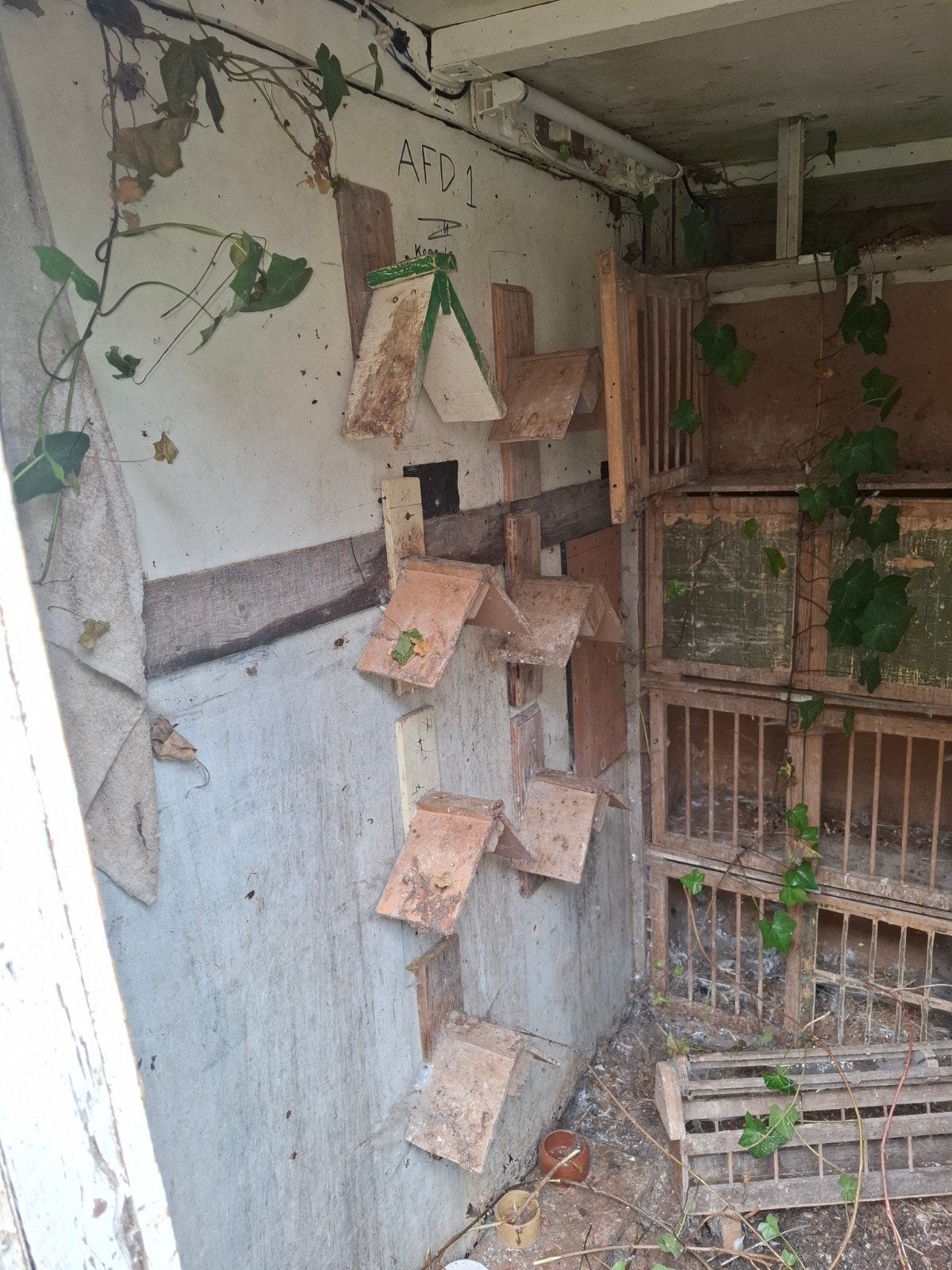 gratis inboedel van een duivenhok, Meerdere dieren, Postduif