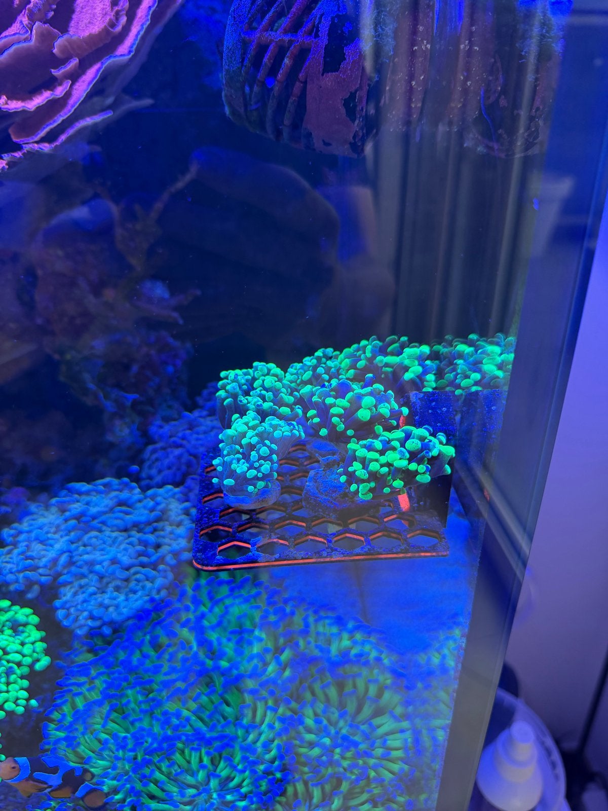 Euphyllia paraancora Ultra Green