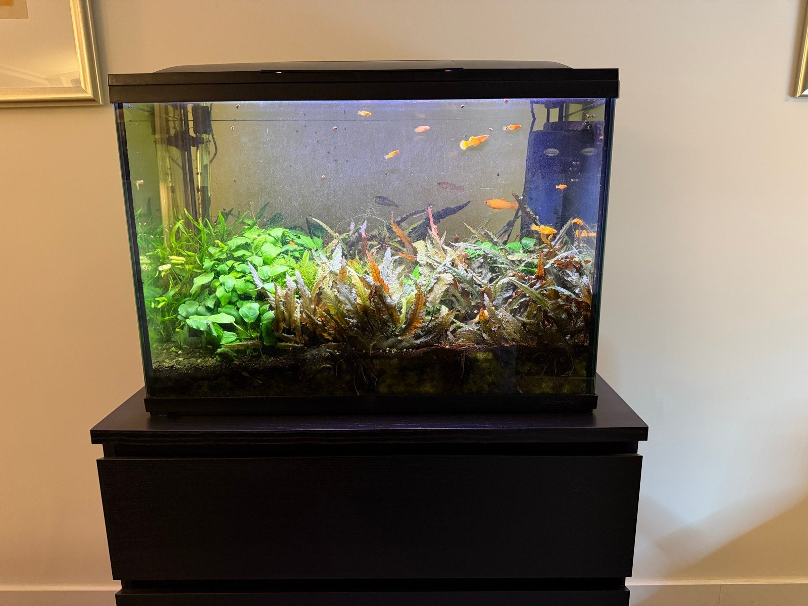 Aquarium compleet (incl. vissen en planten), Dieren en Toebehoren, Ophalen