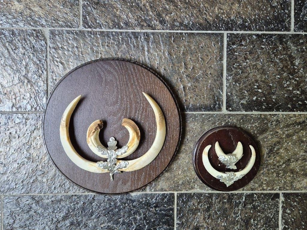Grote Wildzwijn tanden Donker Schild 24 cm jacht Mancave a19, Ophalen of Verzenden, Zo goed als nieuw, Wild dier, Overige typen