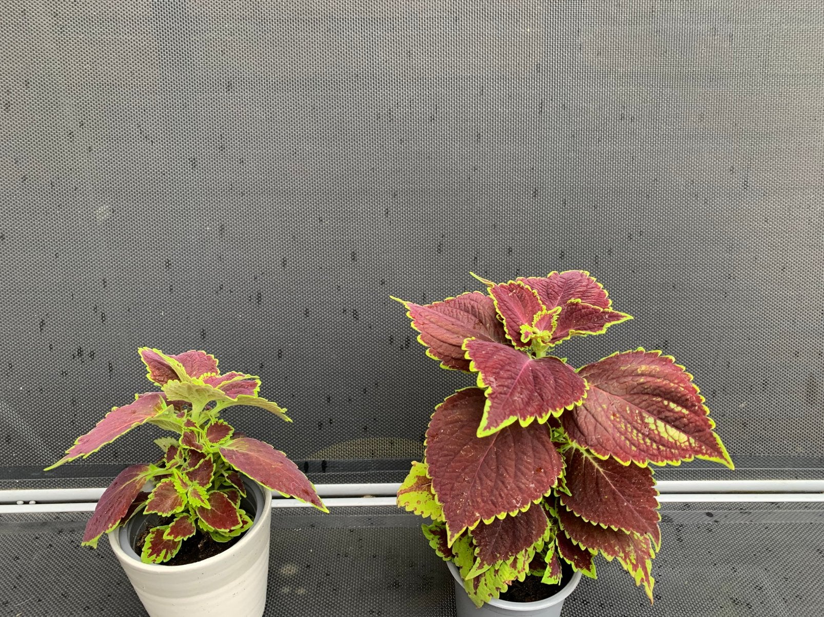 Coleus planten, Ophalen of Verzenden, Overige soorten, Volle zon