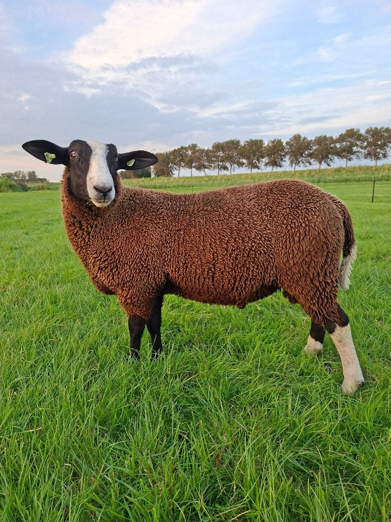 Stevige, breedgebouwde Zwartbles dekram 007, Dieren en Toebehoren, Mannelijk, Schaap, 0 tot 2 jaar