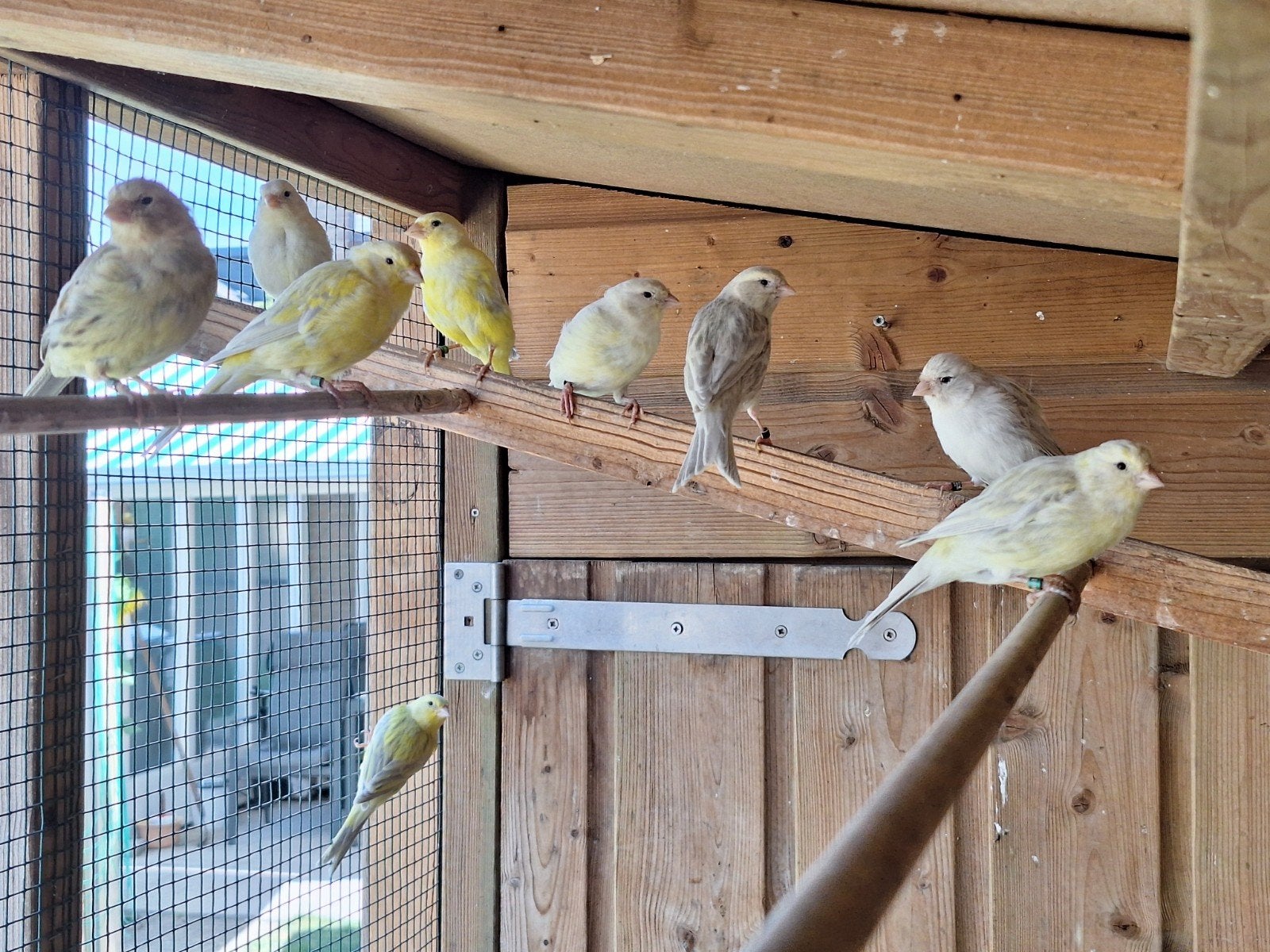 Jonge kleur kanaries, Dieren en Toebehoren, Meerdere dieren