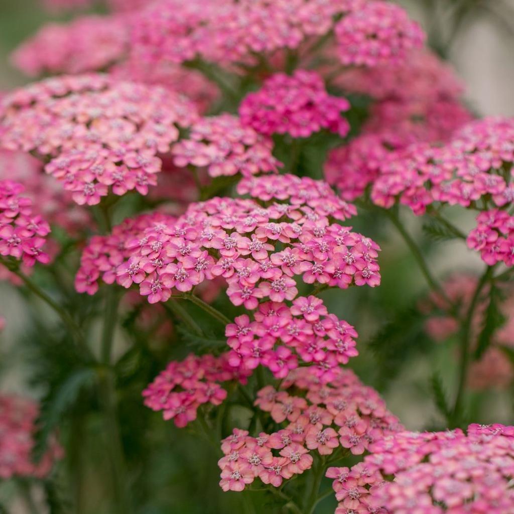 Duizendblad ‘Achilliea millefolium’ “Cerise Queen” plant, Ophalen, Overige soorten, Volle zon