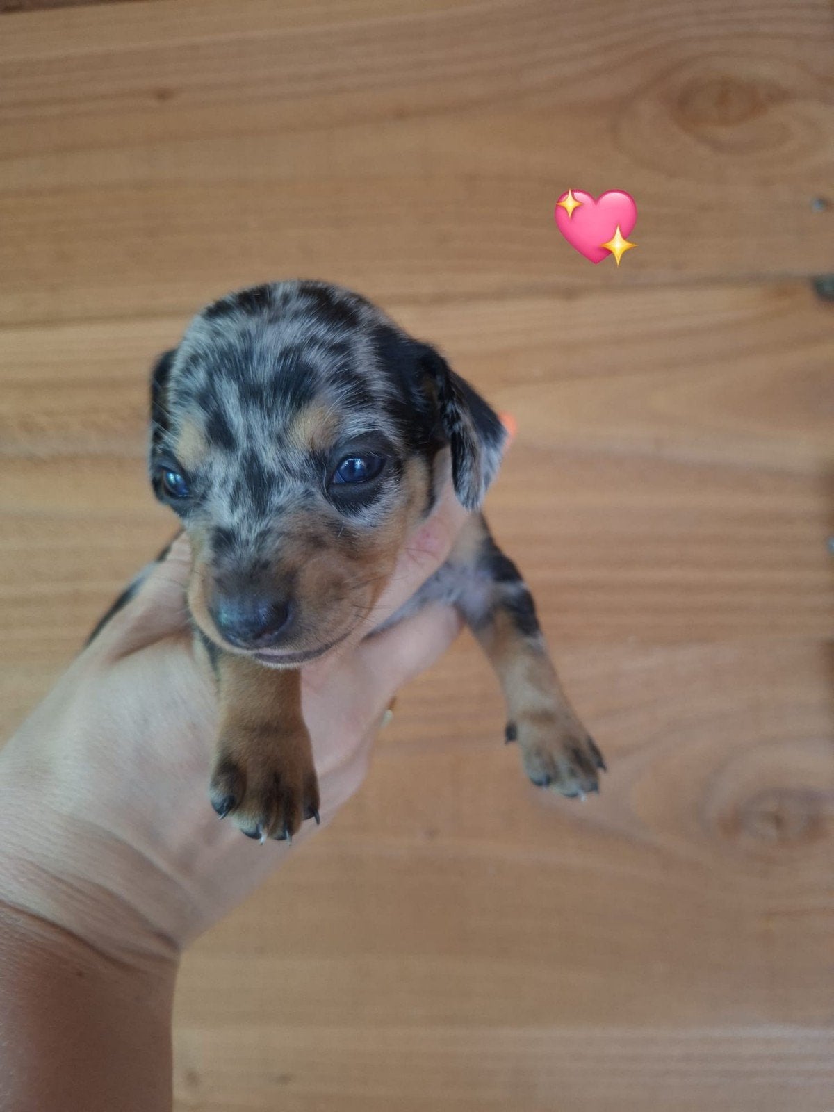 Prachtige Merle Dwerg Teckel  pups, Kaninchen, 8 tot 15 weken, Korthaar, Parvo