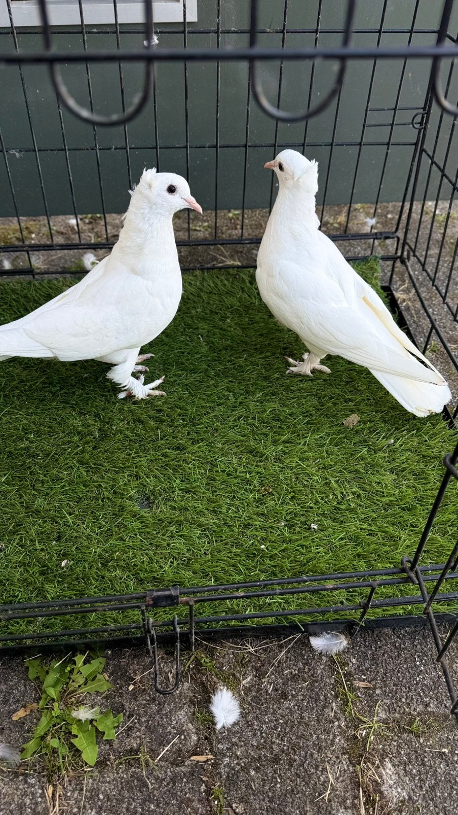 Koppel baby witte takla., Dieren en Toebehoren, Meerdere dieren