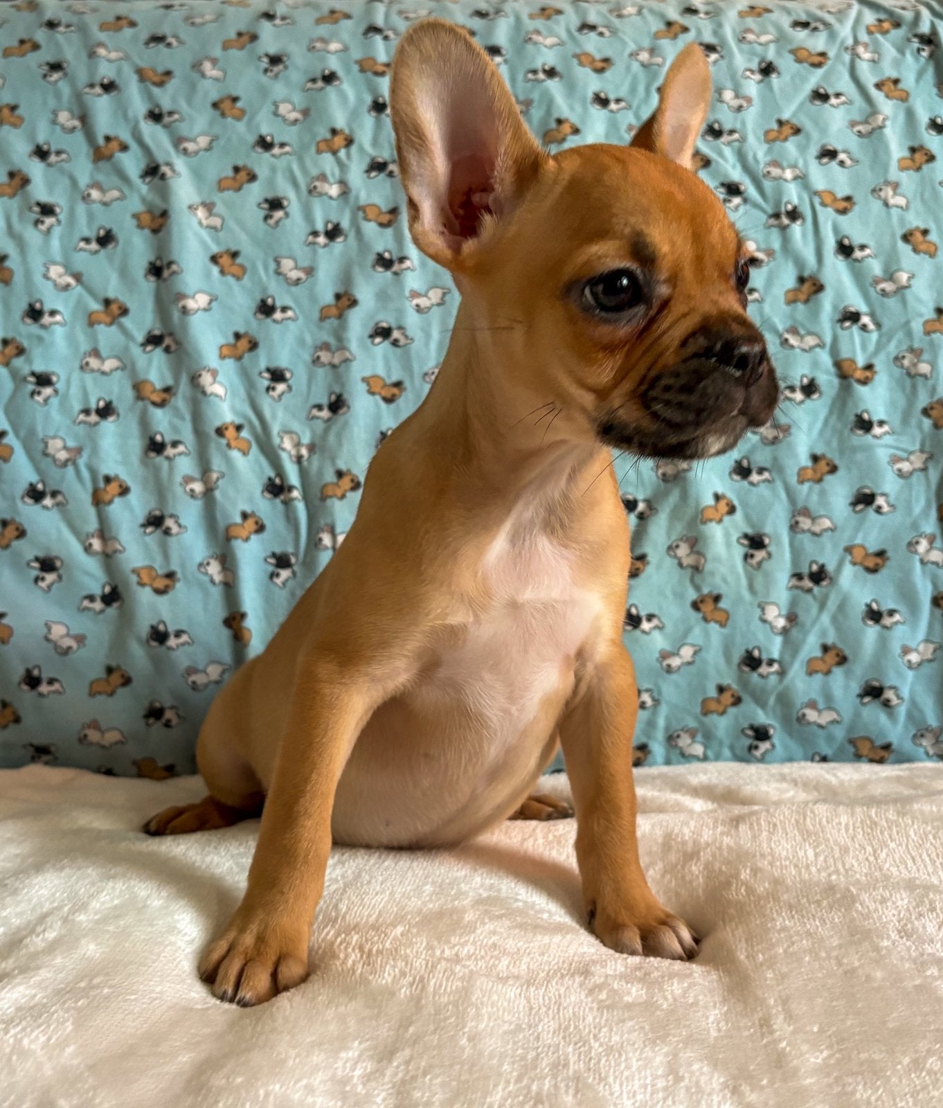 Franse bulldog pups met arfe stamboom, Parvo, 8 tot 15 weken, Bulldog, Meerdere