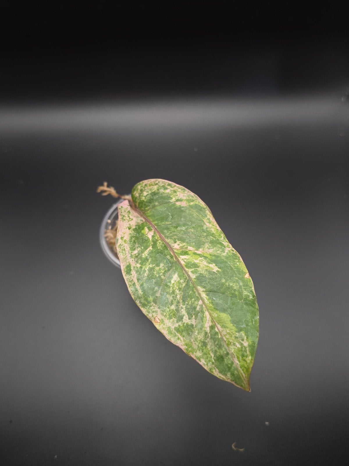 Anthurium Renaissance Variegated, Ophalen of Verzenden, Halfschaduw, Minder dan 100 cm