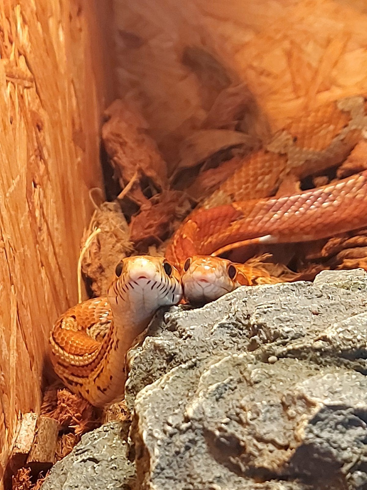 Rode Korenslang Corn Snake photo 2