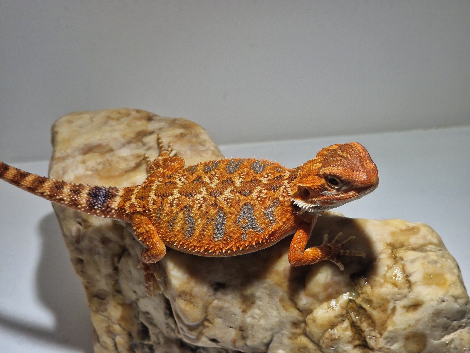 DRACO REPTILES – Prachtige Baardagaam Nakweek Bearded Dragon photo 21