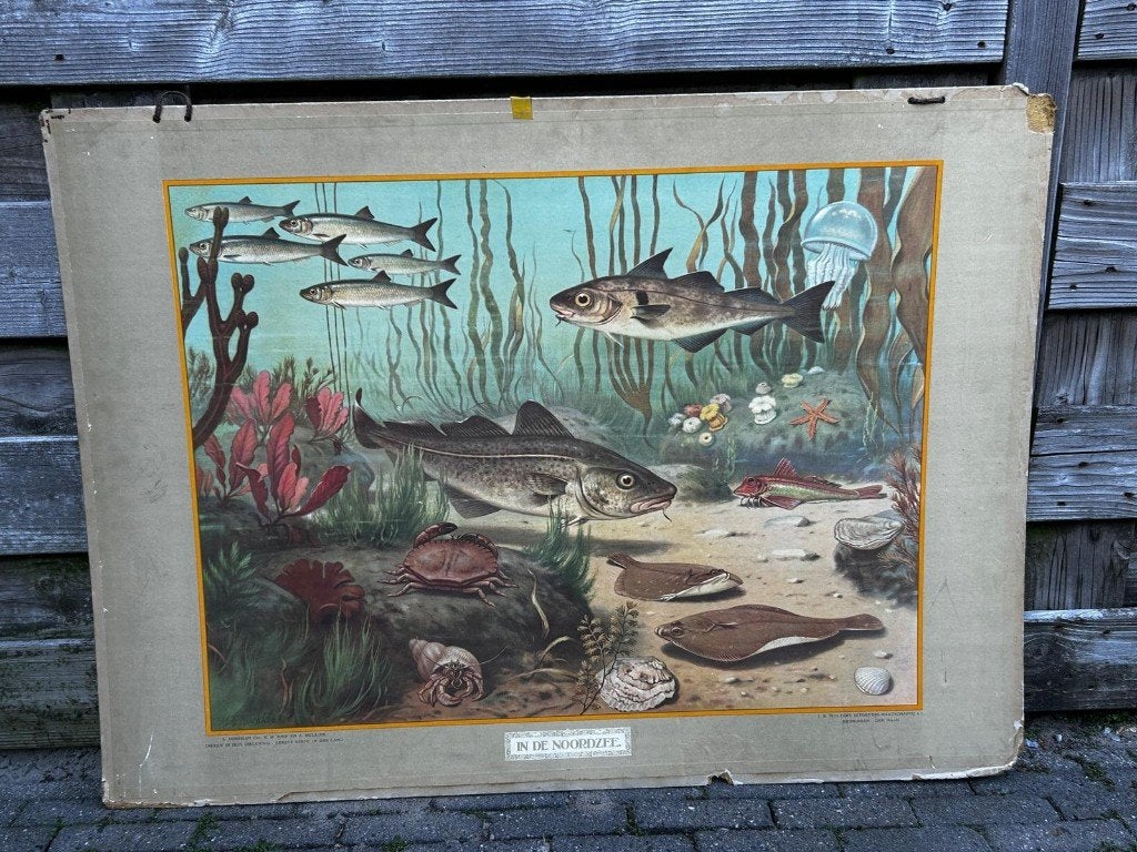 In de Noordzee, Ophalen of Verzenden, Natuur en Biologie