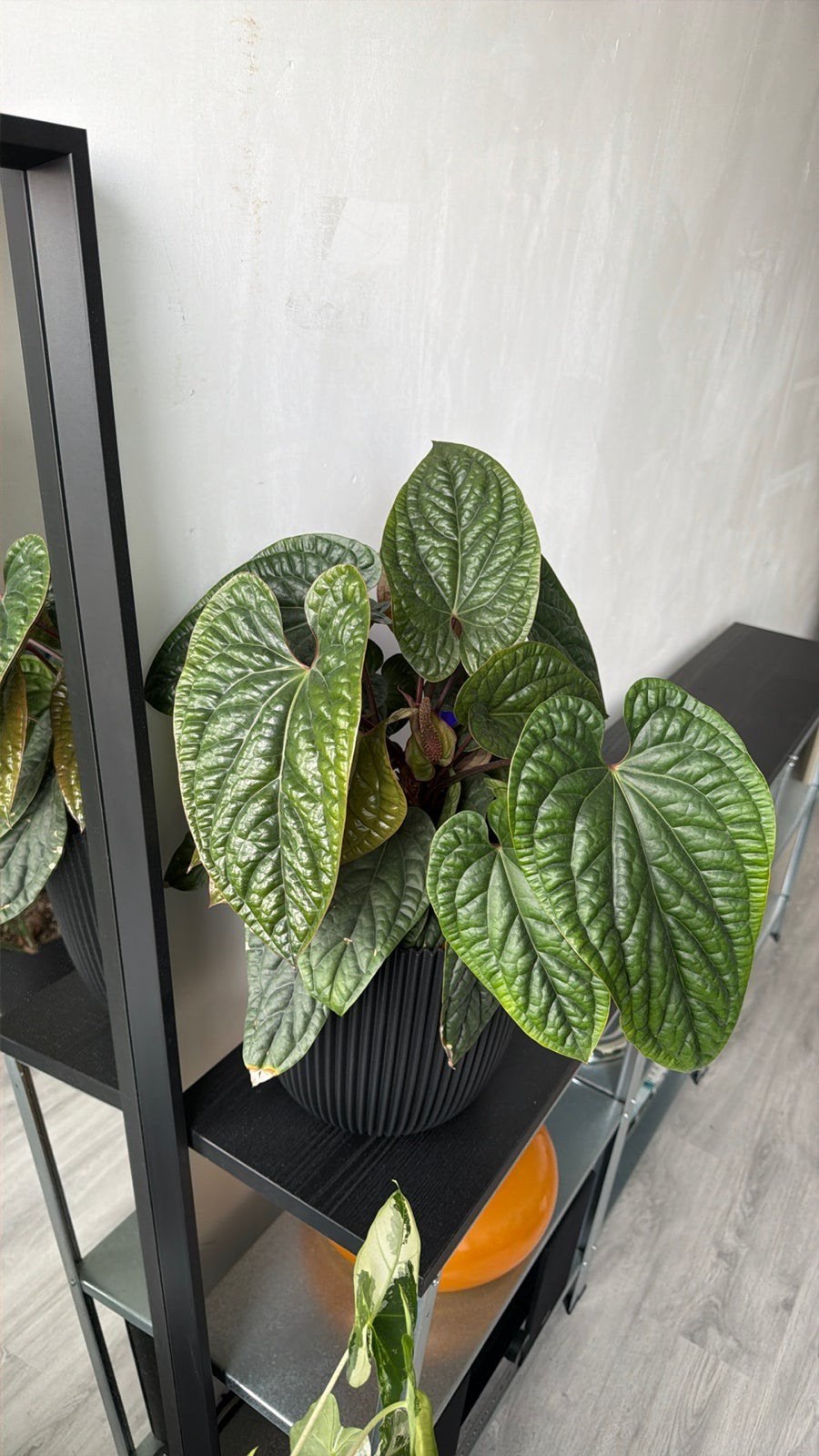 Anthurium luxurians/radicans, Huis en Inrichting, Ophalen, Halfschaduw, Minder dan 100 cm