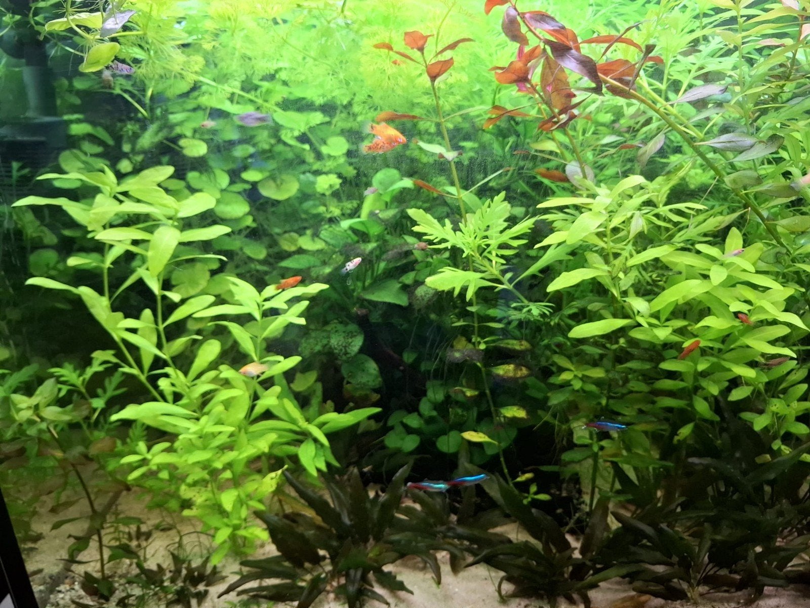 Platy, Vis
