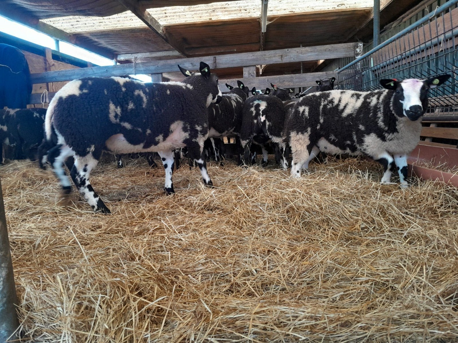 Mooi bonte schapen / ooilammeren, Dieren en Toebehoren, Schapen, Geiten en Varkens, Vrouwelijk, Schaap