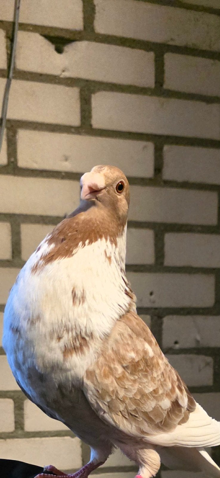 Laudino duif 2025, Dieren en Toebehoren, Vrouwelijk, Kropper