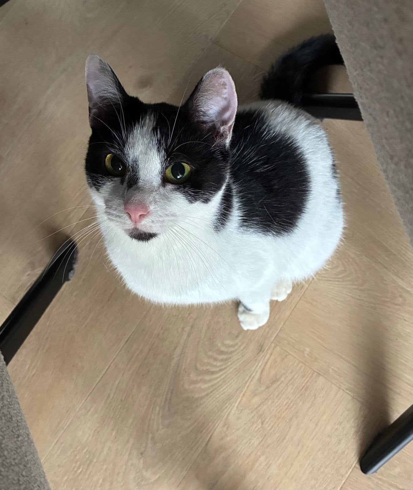 Leuke jonge poes te koop incl alle toebehoren, Dieren en Toebehoren, Poes, 0 tot 2 jaar
