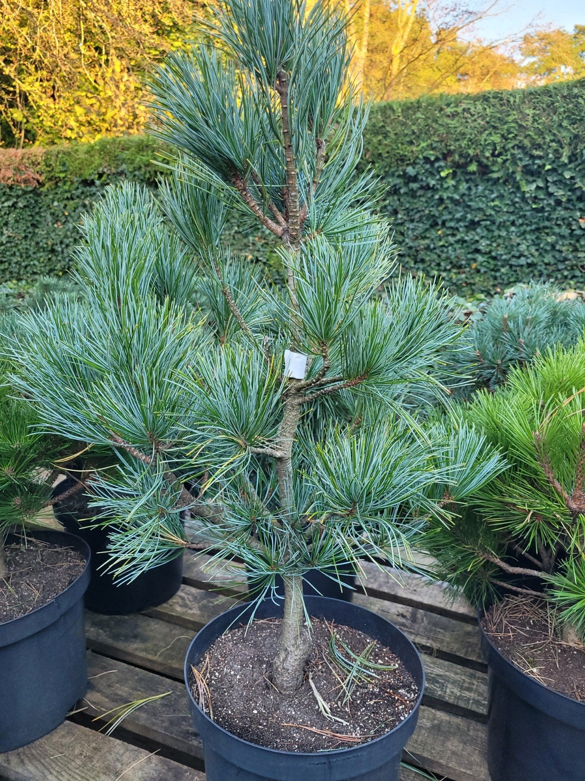 Pinus Koreana 'Silveray' - Koreaanse Den in pot, Bloeit niet, Overige soorten, 100 tot 250 cm, Ophalen