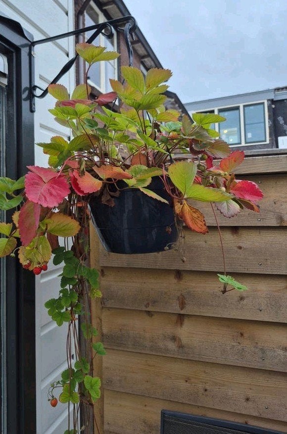 7 Aardbeien hangpotten - Meerjarige planten, Ophalen, Volle zon, Vaste plant, Zomer