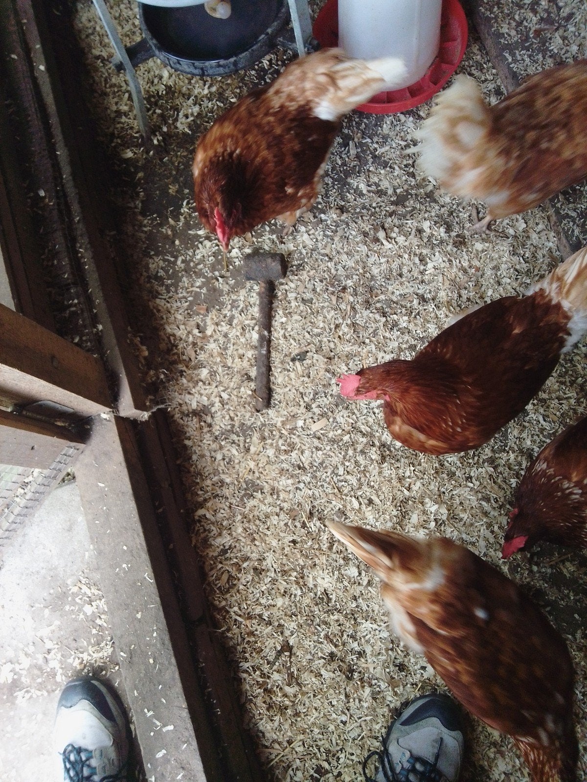 5 legkippen, Dieren en Toebehoren, Pluimvee | Toebehoren, Ophalen of Verzenden