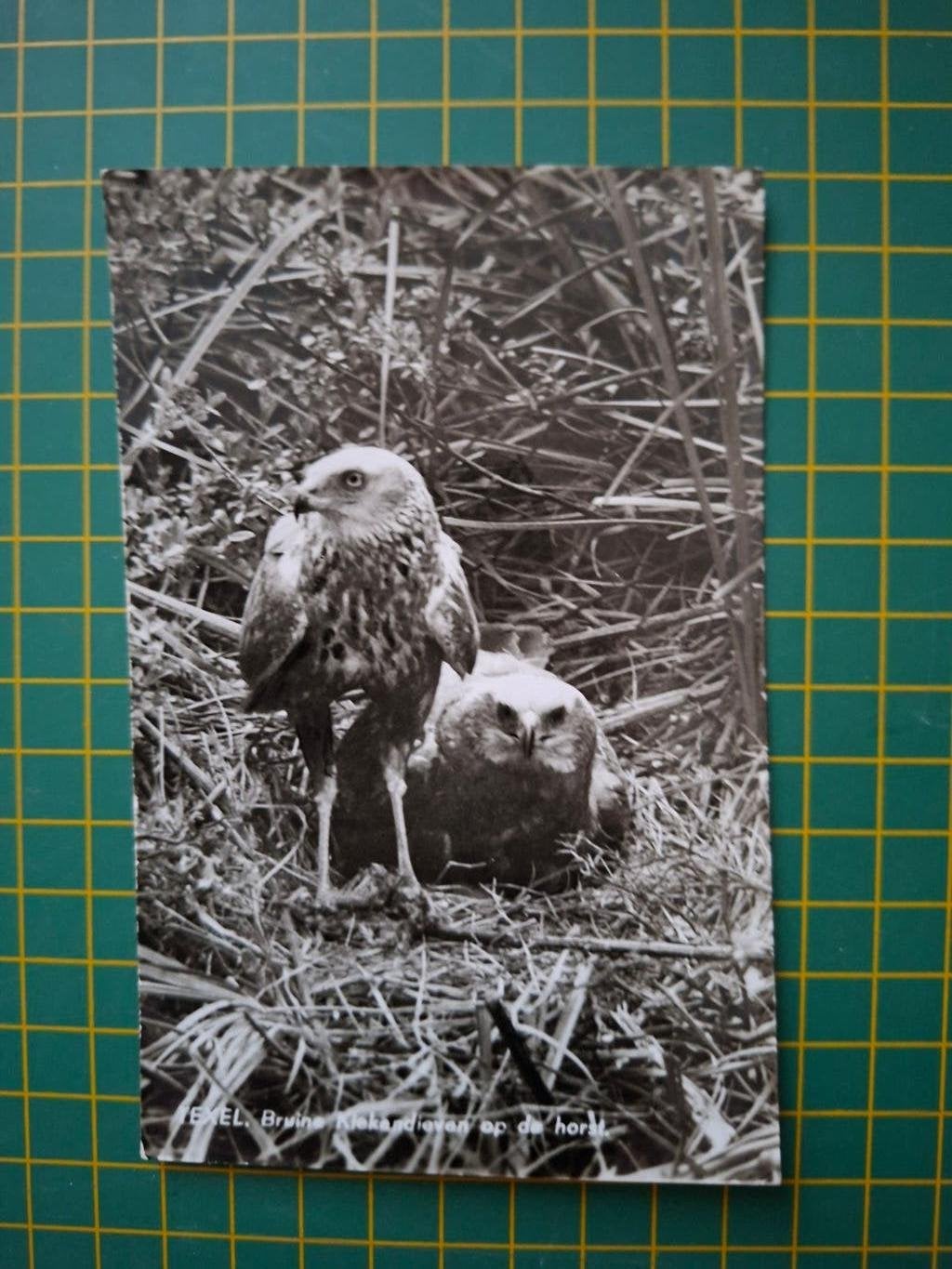 ansichtkaart, Texel Bruine Kiekendieven op de horst., Verzamelen, Ophalen of Verzenden, 1960 tot 1980, Gelopen, Vogel