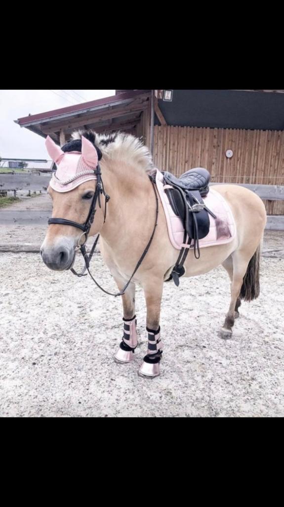 Lease, verzorg pony gezocht, Ophalen of Verzenden