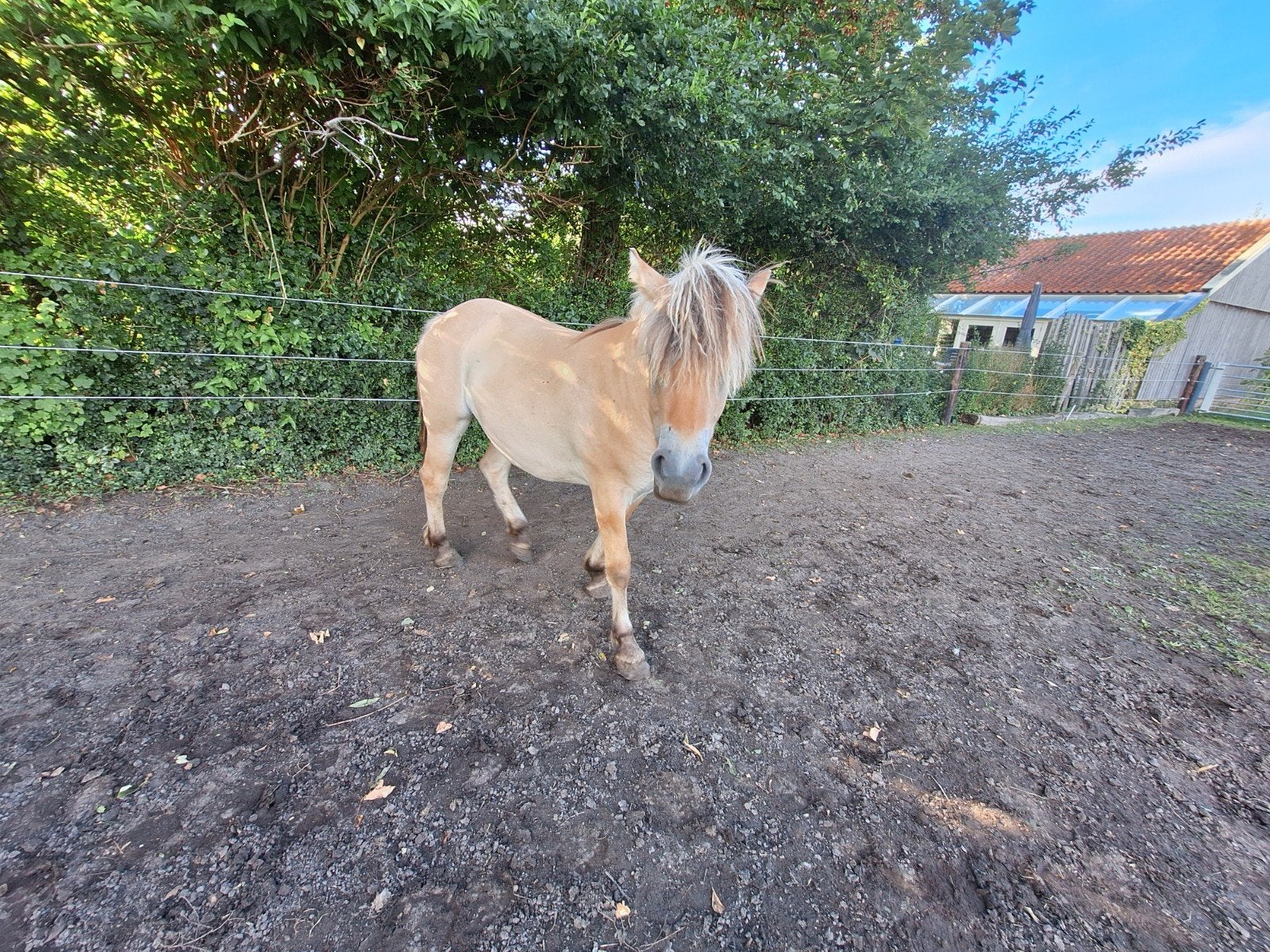 Merrie 1 jaar, Merrie, Minder dan 160 cm, Recreatiepaard, 0 tot 2 jaar
