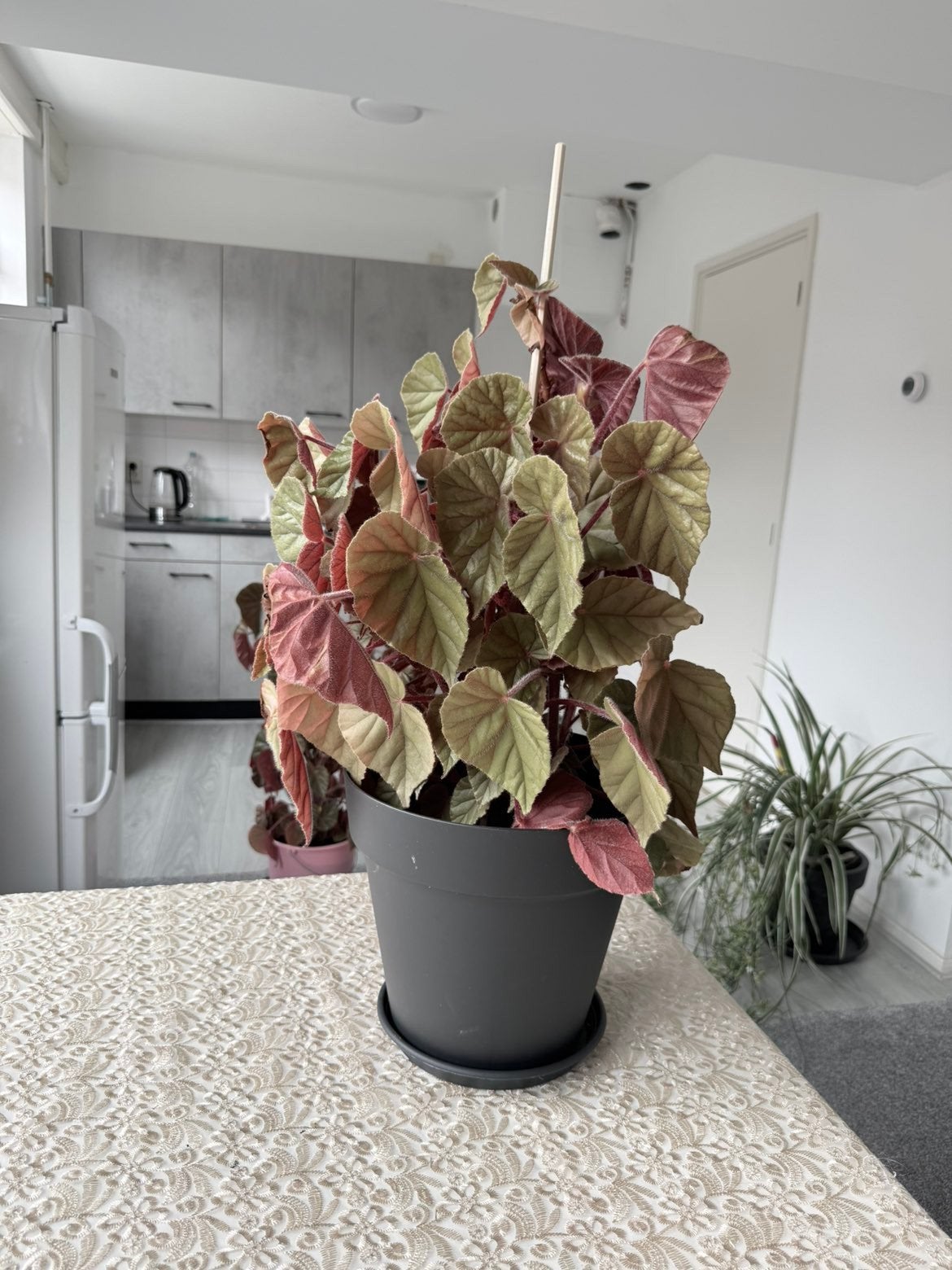 Prachtige Begonia kamerplant in pot, Ophalen, Overige soorten, Halfschaduw, In pot